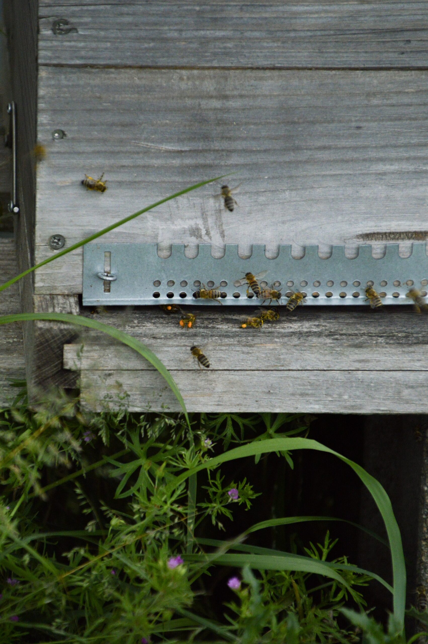 Entrée planche envol